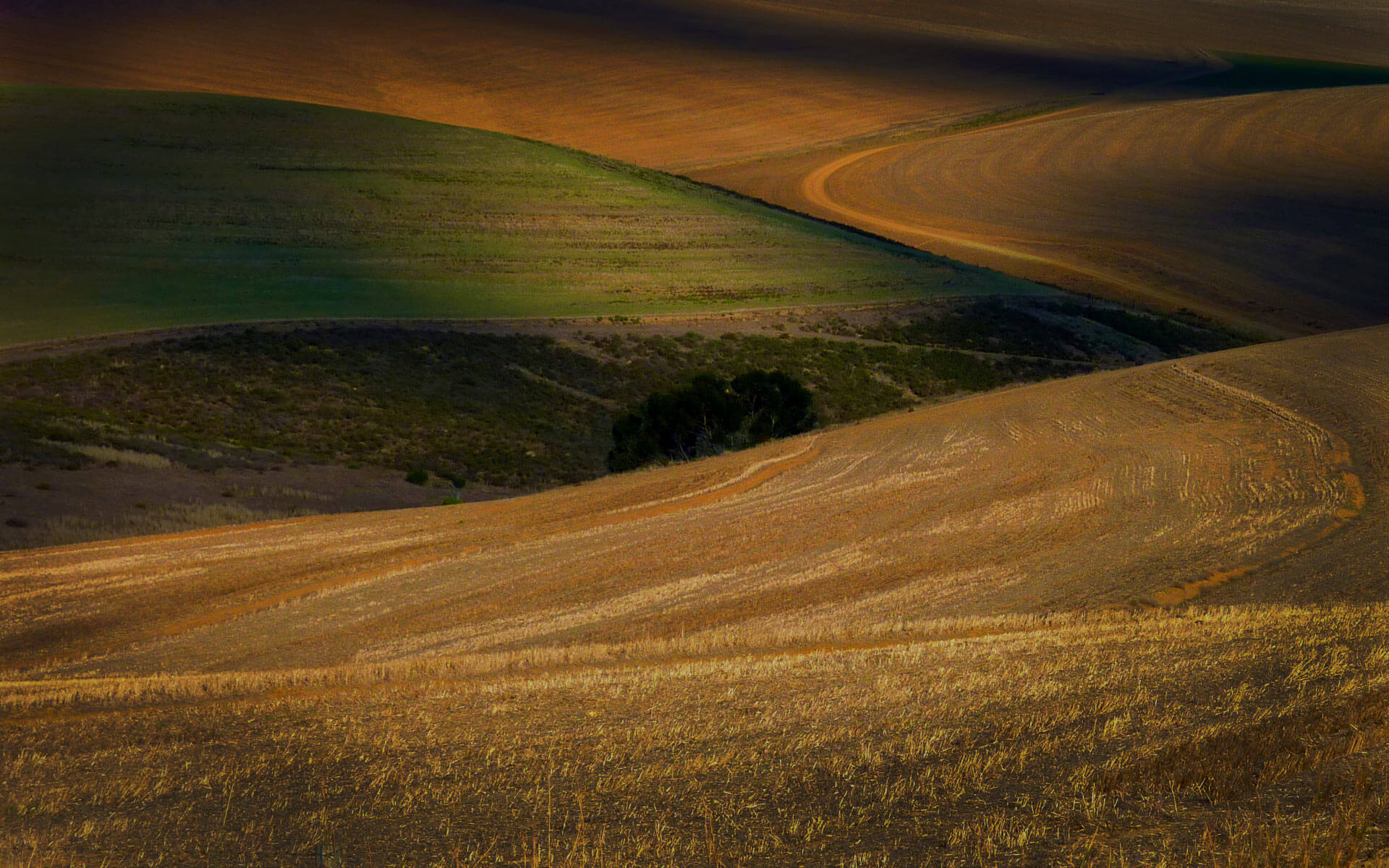 home_safari_bg2