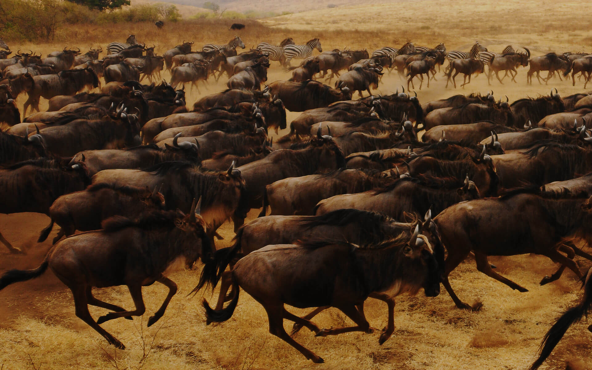 home_safari_bg3