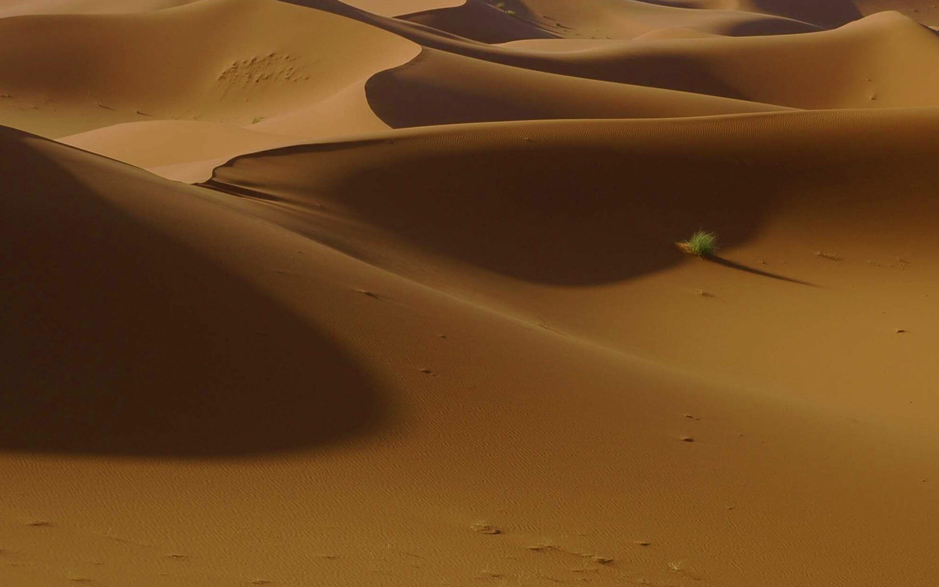 home_safari_bg4