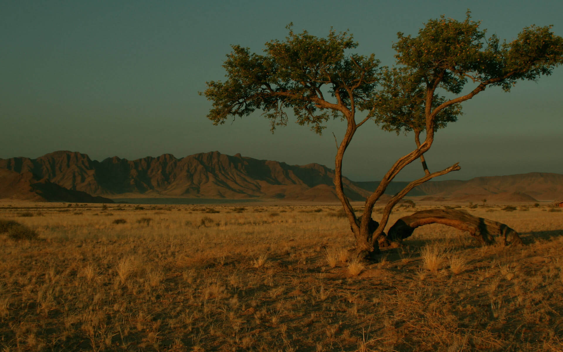 home_safari_bg5